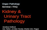 Organ Pathology  Seminar / FAQ Kidney & Urinary Tract Pathology