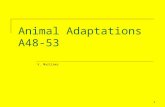 Animal Adaptations A48-53