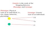 Genetics  is the study of the Mapping Between  Phenotype  and  Genotype