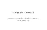 Kingdom  Animalia