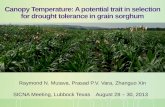 Canopy Temperature: A potential trait in selection for drought tolerance in grain  sorghum