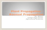 Plant Propagation – Asexual Propagation