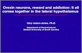 Orexin neurons, reward and addiction: It all comes together in the lateral hypothalamus