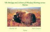 The Biology and Culture of Muskox Hunting across Alaska