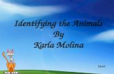 Identifying the Animals By Karla Molina