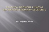 Trachea, bronchi, LUNGS & bronchopulmonary  segmentS