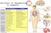 Functions of Aquaporins in mammals