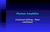 Phylum Amphibia