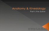 Anatomy & Kinesiology