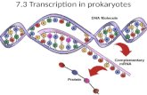 7.3 Transcription in prokaryotes