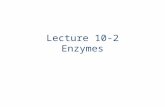 Lecture 10-2 Enzymes