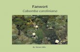 Fanwort Cabomba caroliniana