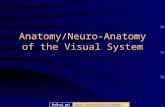 Anatomy/Neuro-Anatomy of the Visual System