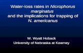 Water-loss rates in  Nicrophorus marginatus and the implications for trapping of N. americanus