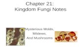 Chapter 21:  Kingdom Fungi Notes