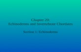 Chapter 29: Echinoderms and Invertebrate Chordates