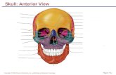 Skull: Anterior View