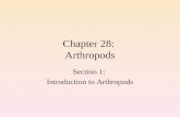 Chapter 28:  Arthropods