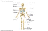 Figure 5.5  The human skeleton.