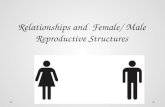 Relationships and  Female/ Male Reproductive Structures