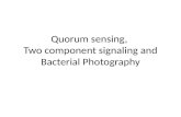 Quorum sensing,  Two component signaling and Bacterial Photography
