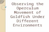 Observing the Operculum Movement of Goldfish Under Different Environments