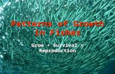 Patterns of Growth in Fishes