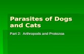 Parasites of Dogs and Cats