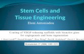 Stem Cells and  Tissue Engineering