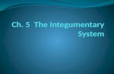 Ch. 5  The  Integumentary  System