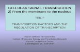 CELLULAR SIGNAL TRANSDUCTION 2) From the membrane to the nucleus TEIL F