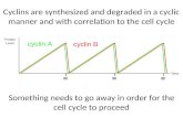 Cyclins are synthesized and degraded in a cyclic manner and with correlation to the cell cycle