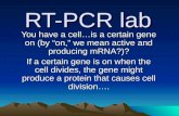 RT-PCR lab