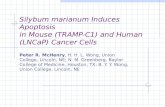 Silybum marianum Induces Apoptosis  in Mouse (TRAMP-C1) and Human (LNCaP) Cancer Cells
