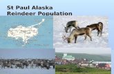 St Paul Alaska Reindeer Population