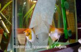 Substrate Spawners I: Angels