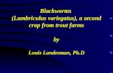 Blackworms  (Lumbriculus variegatus), a second crop from trout farms by Louis Landesman, Ph.D