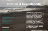 Bivalvia & Cephalopoda