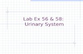 Lab Ex 56 & 58:  Urinary System