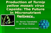 Production of  Turnip yellow mosaic virus  Capsids: The Future in Micronutrient Delivery
