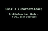 Quiz 3 (Charadriidae)