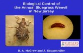 Biological Control of  the Annual Bluegrass Weevil  in New Jersey