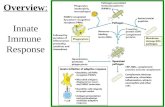 Overview : Innate Immune  Response