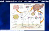 The Usual Suspects: Cholesterol and Triglyceride