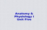 Anatomy & Physiology I Unit Five
