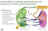 Anchor BIO.A.3.1 Identify and describe the cell structures involved in processing energy