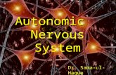 Autonomic  Nervous System