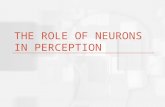The role of neurons in perception