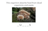 This organism absorbs food from dead organisms and waste