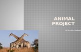 Animal Project